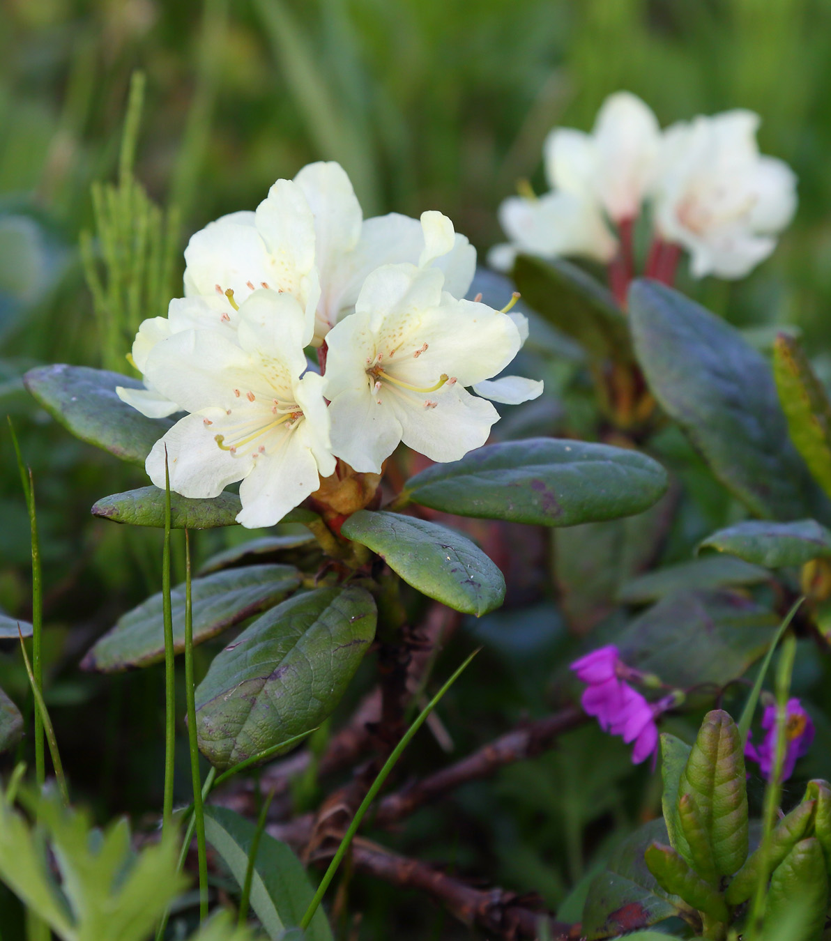 Image of Rhododendron aureum specimen.