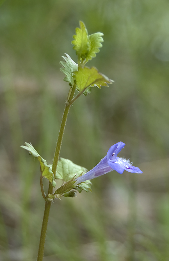 Image of Glechoma hederacea specimen.
