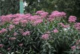 Eupatorium purpureum. Верхушки цветущих растений. Латвия, Рига, Верманский сад, в культуре. 19.08.2018.