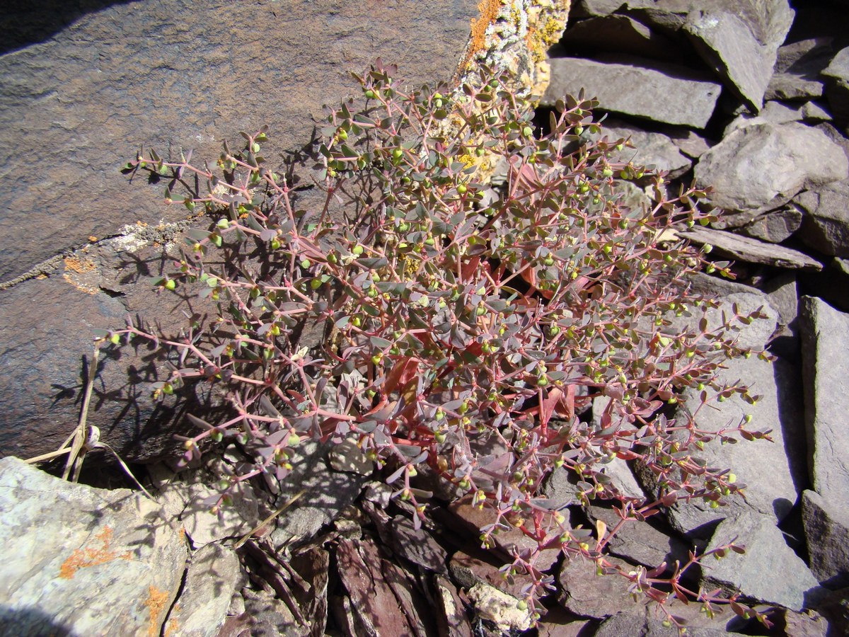 Изображение особи Euphorbia szovitsii.