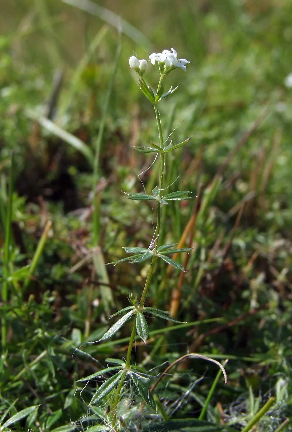 Image of Galium uliginosum specimen.