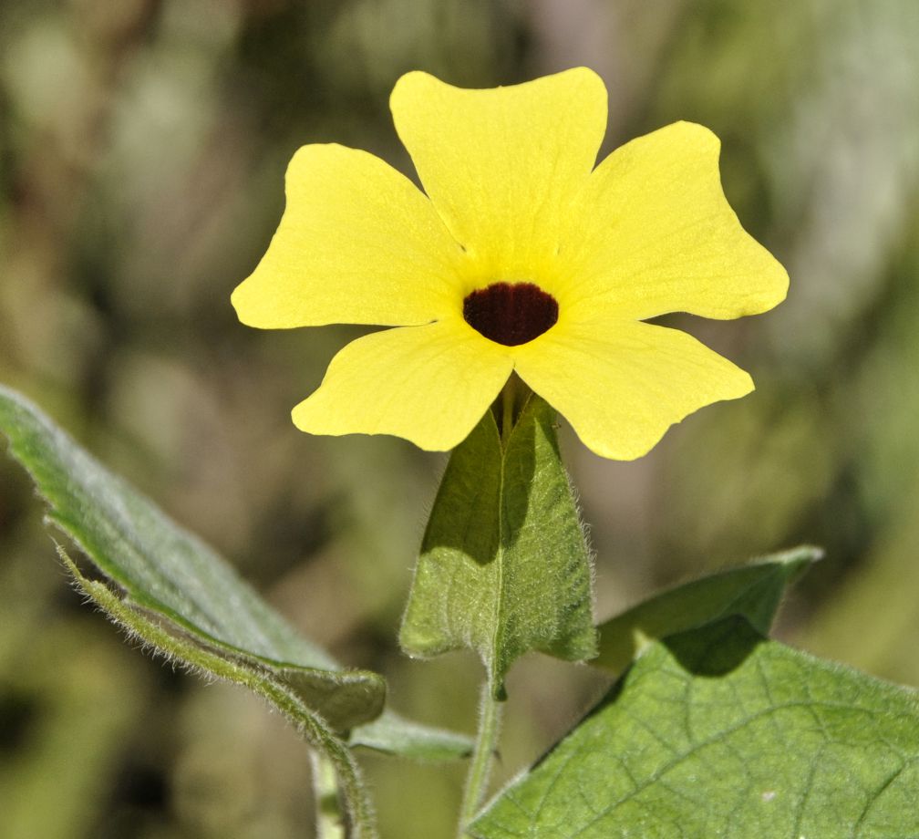 Image of Thunbergia alata specimen.