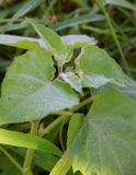 Physalis peruviana