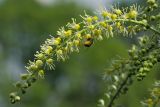 Cimicifuga europaea