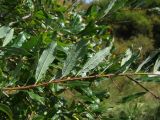Salix udensis