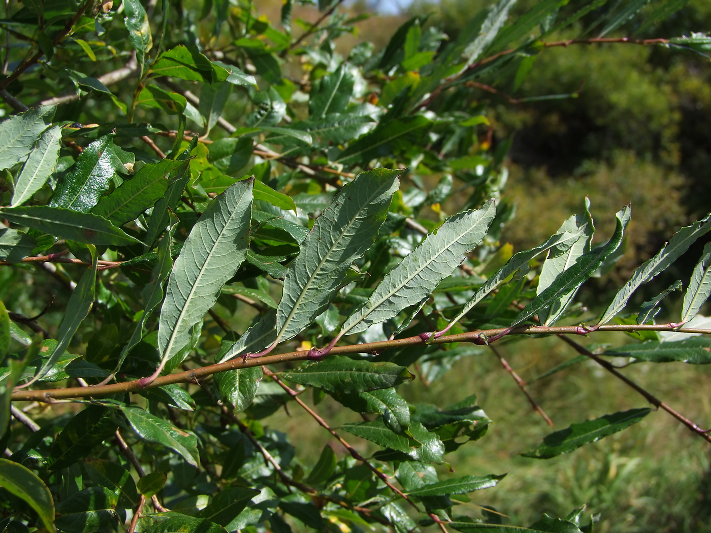 Изображение особи Salix udensis.