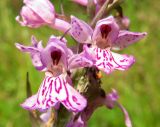 Dactylorhiza fuchsii