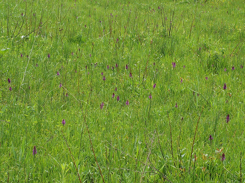 Изображение особи род Dactylorhiza.