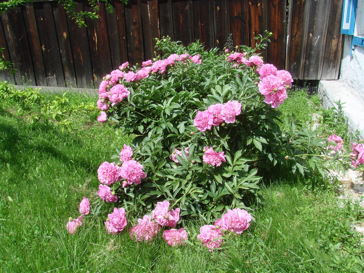 Image of Paeonia lactiflora specimen.