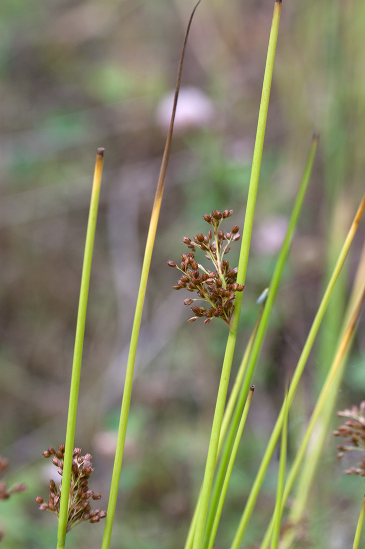 Изображение особи Juncus effusus.