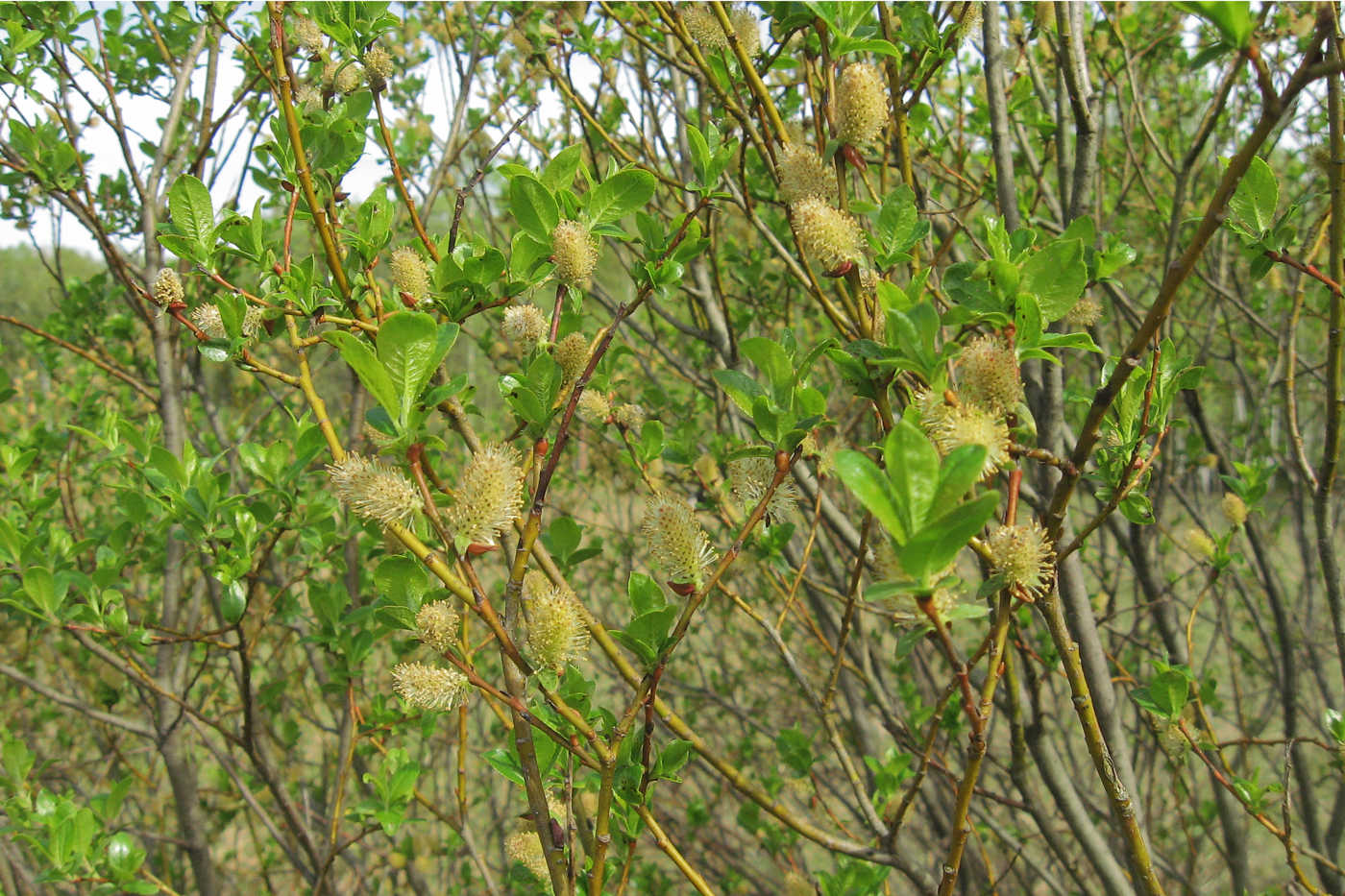 Image of Salix myrsinifolia specimen.