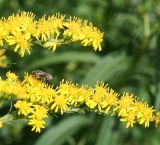 Solidago canadensis