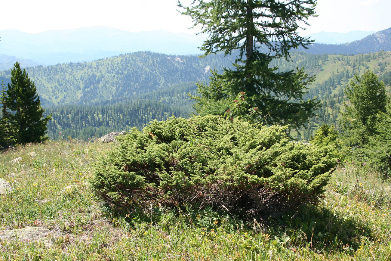 Изображение особи Juniperus sibirica.