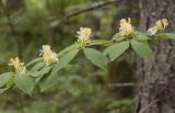 Lonicera xylosteum