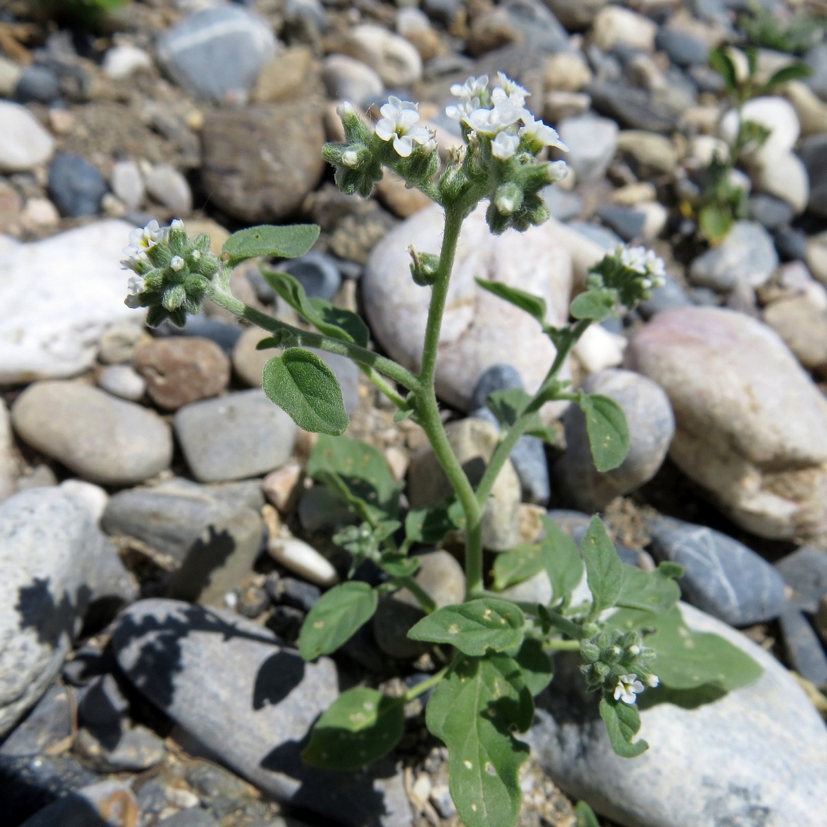 Изображение особи Heliotropium ellipticum.