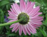 Pyrethrum coccineum