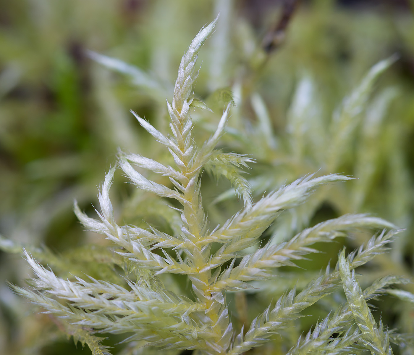 Image of Cirriphyllum piliferum specimen.