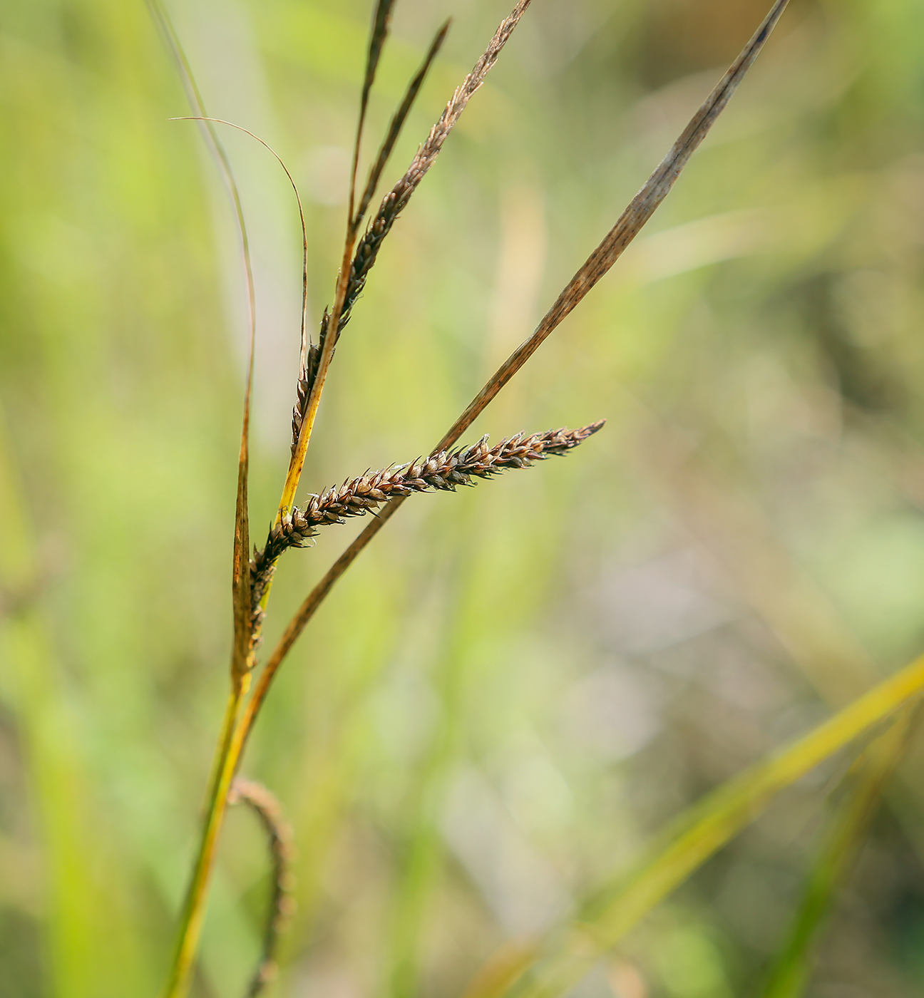 Изображение особи Carex acuta.