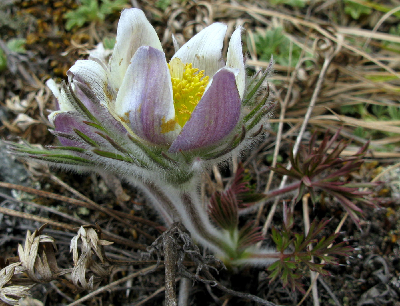 Image of Pulsatilla herba-somnii specimen.