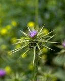 Silybum marianum