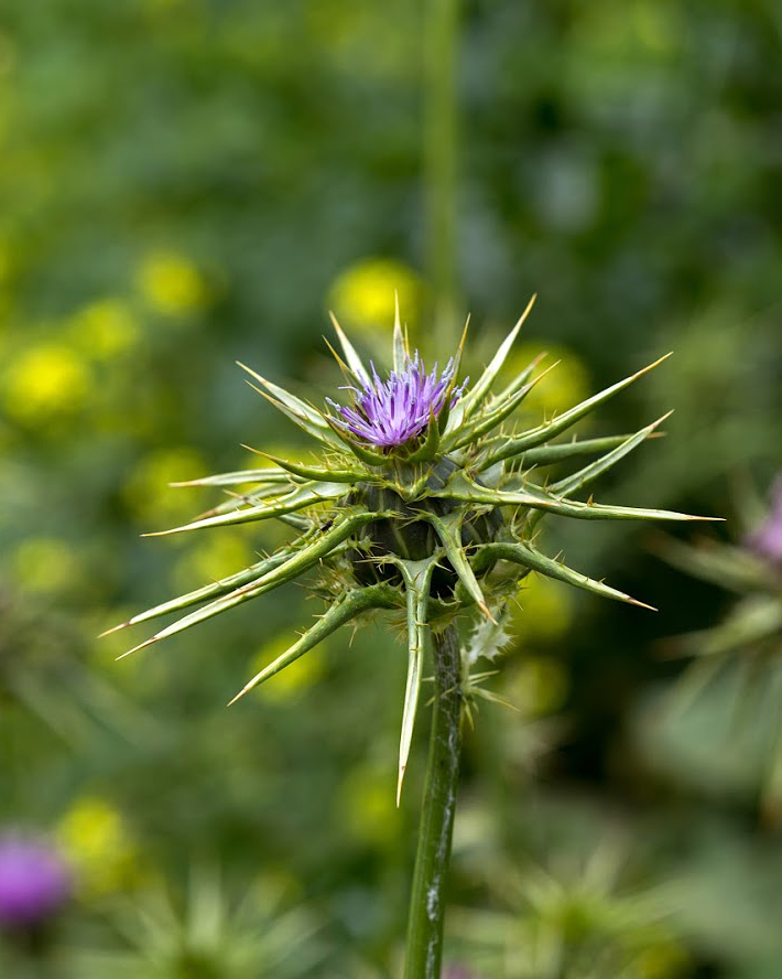 Изображение особи Silybum marianum.