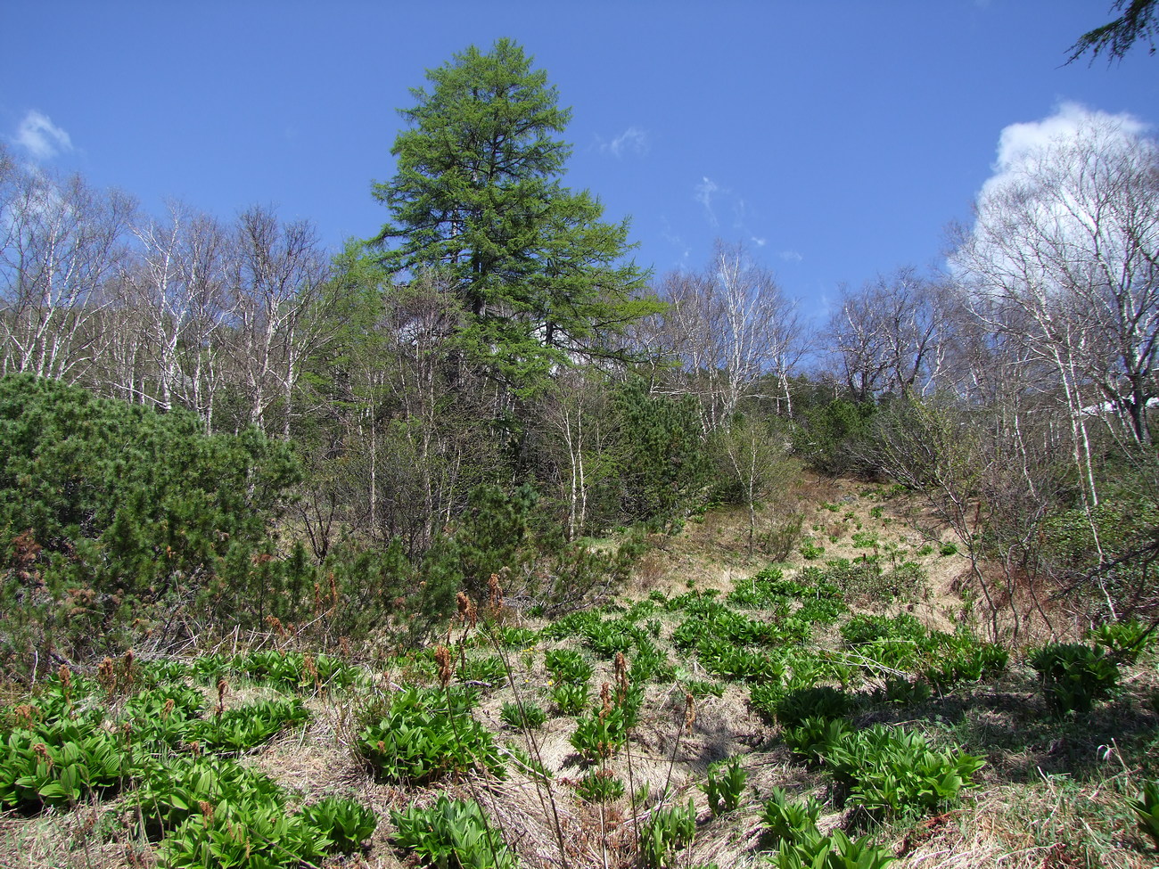 Image of Veratrum oxysepalum specimen.