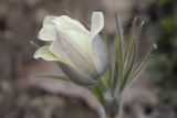 Pulsatilla orientali-sibirica