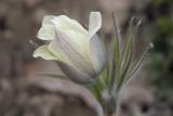 Pulsatilla orientali-sibirica. Цветок. Костромская обл., Судиславский р-н, дер. Антипино, в культуре. 02.05.2019.