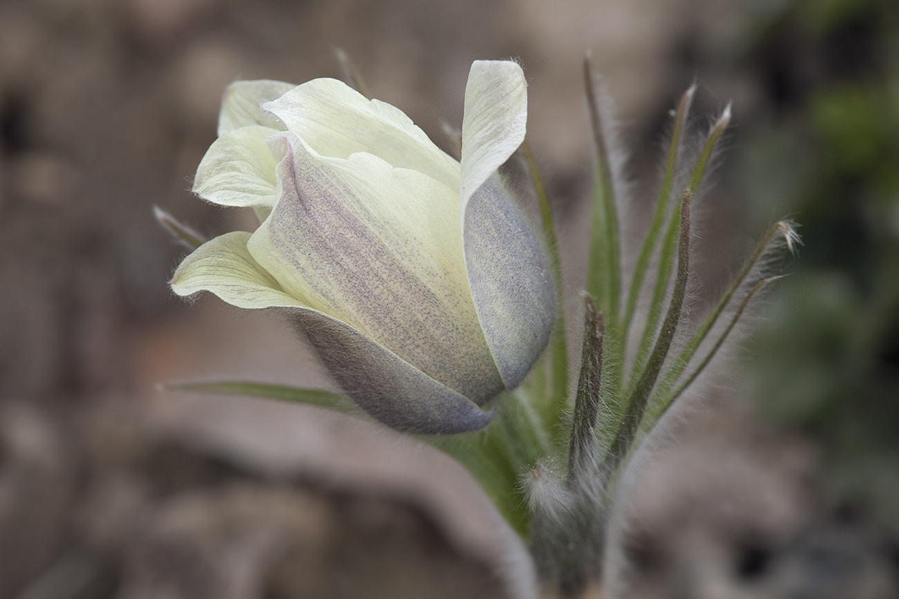 Image of Pulsatilla orientali-sibirica specimen.