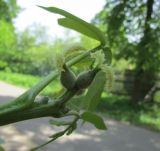 Juglans regia