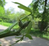 Juglans regia. Женские цветки. Московская обл., Щёлковский р-н, в культуре. 20.05.2019.