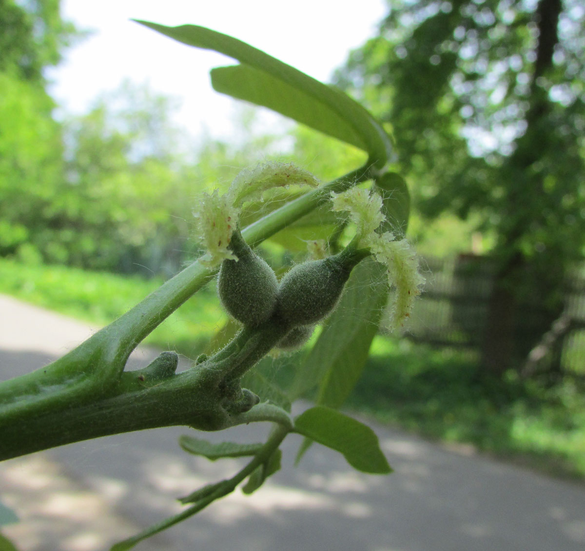 Изображение особи Juglans regia.