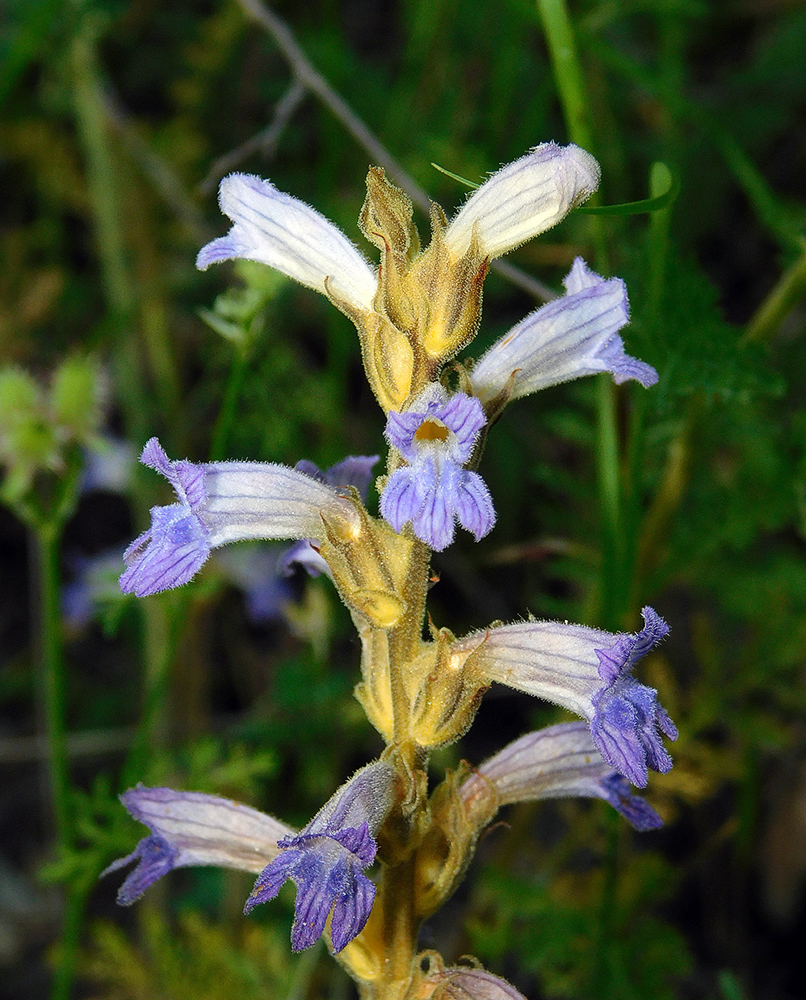 Image of Phelipanche purpurea specimen.