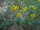 Genista tinctoria