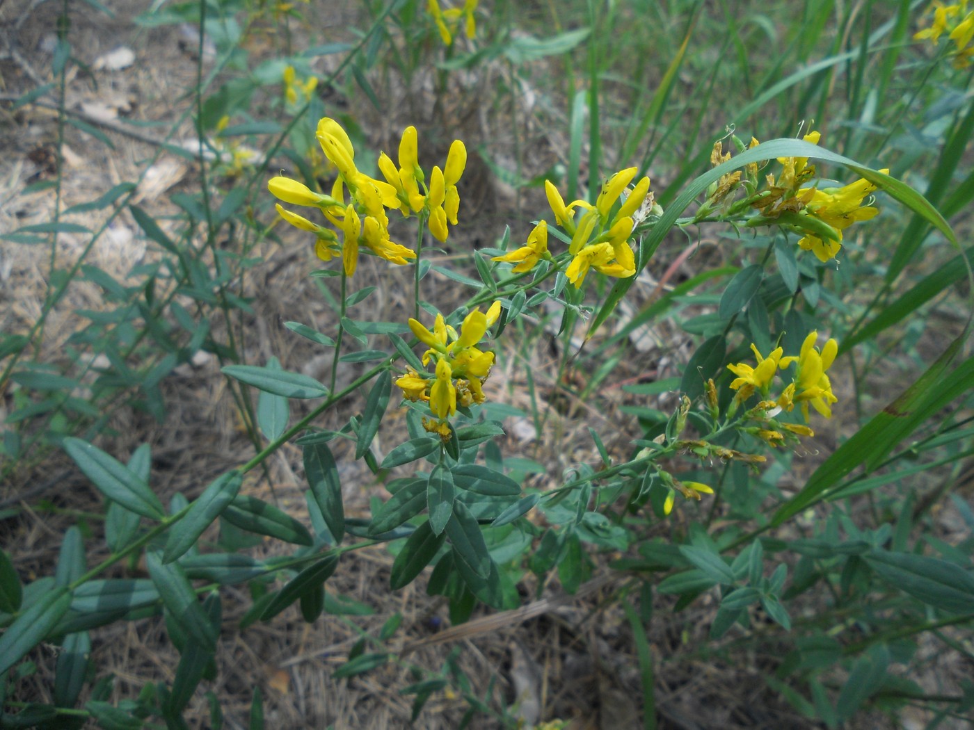 Image of Genista tinctoria specimen.