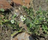 Nonea lutea