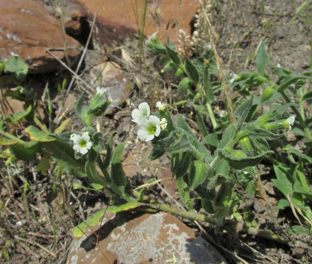 Image of Nonea lutea specimen.