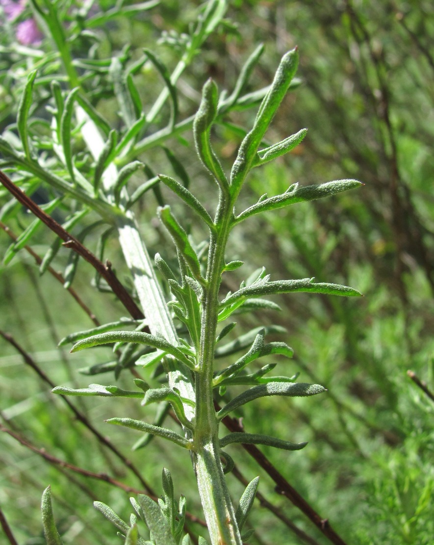 Изображение особи Centaurea ossethica.