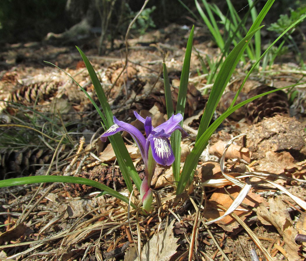 Изображение особи Iris ruthenica.