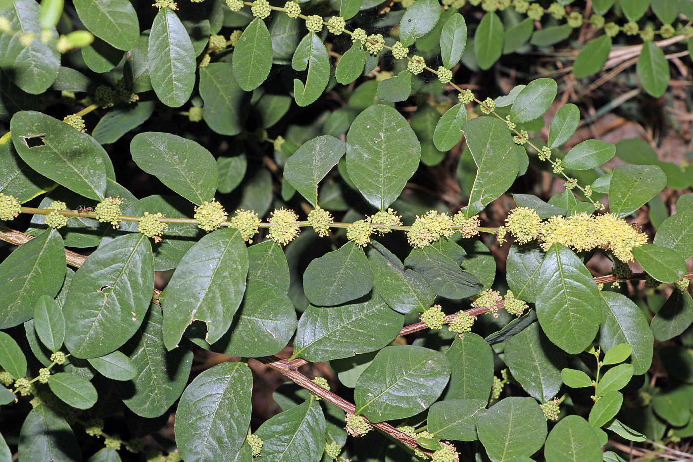 Image of Flueggea suffruticosa specimen.