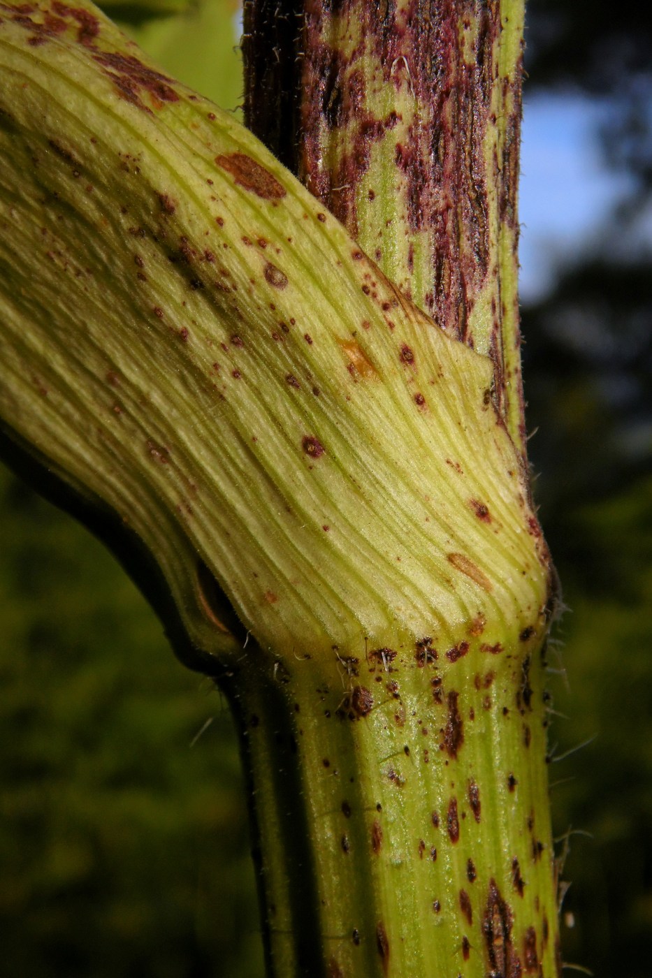 Image of Heracleum sosnowskyi specimen.