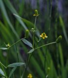 Ranunculus sceleratus