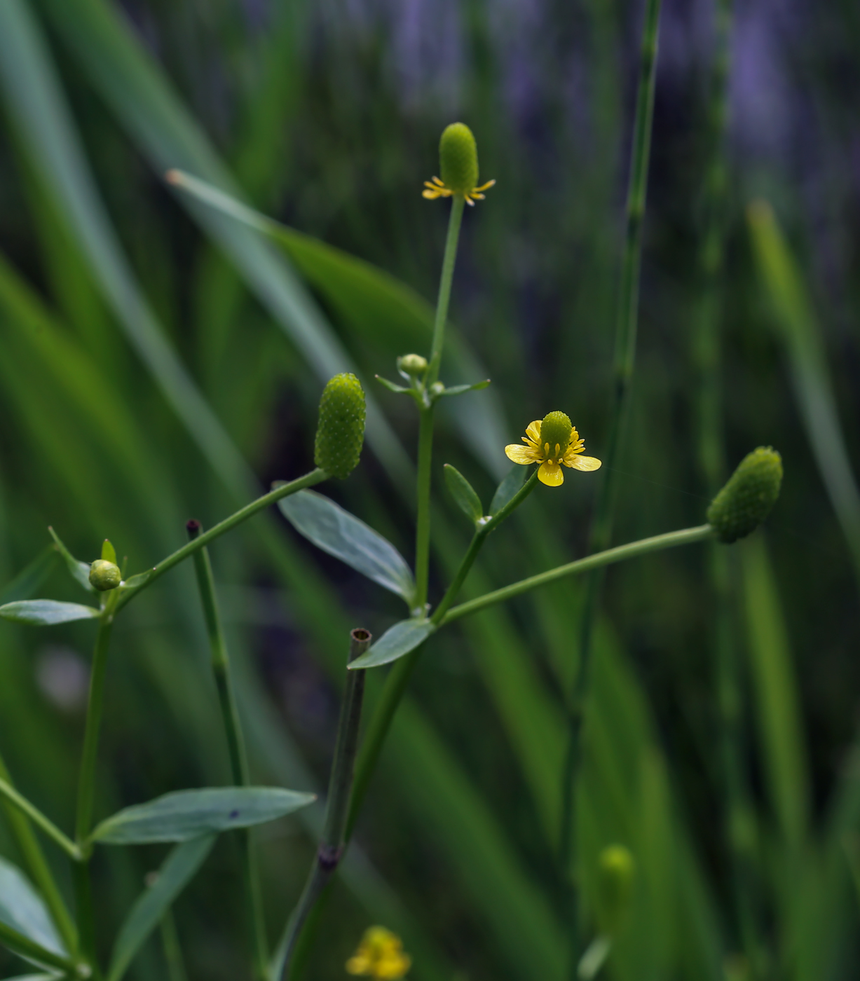 Image of Ranunculus sceleratus specimen.