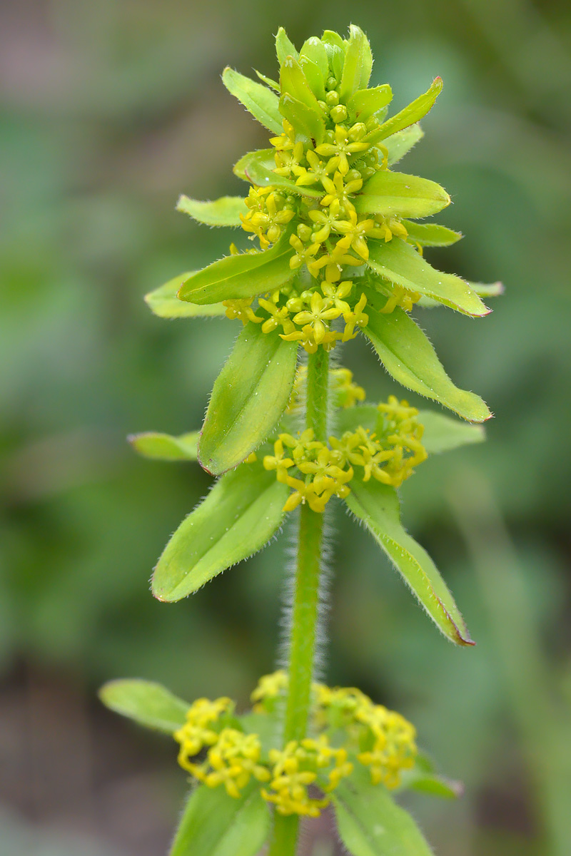 Image of Cruciata laevipes specimen.