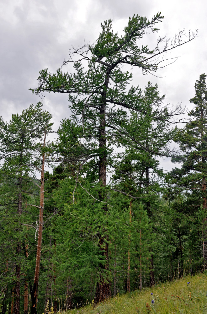 Изображение особи Larix sibirica.