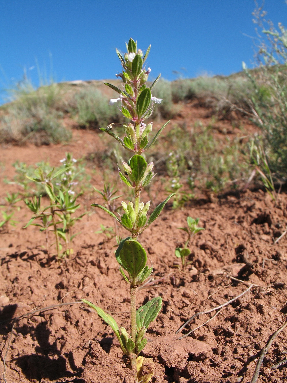 Image of Lallemantia royleana specimen.