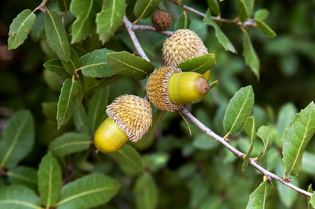 Изображение особи Quercus coccifera.