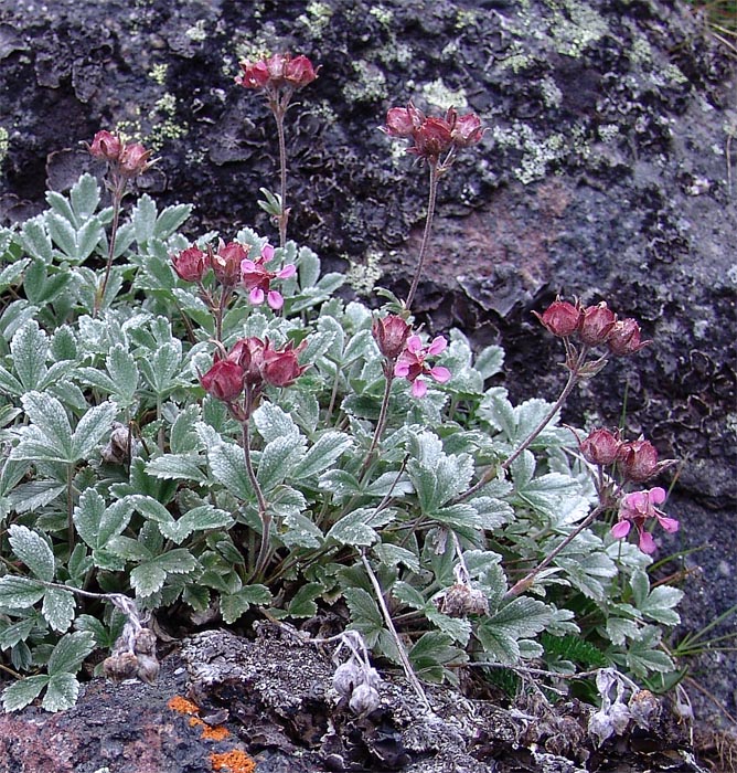 Изображение особи Potentilla divina.