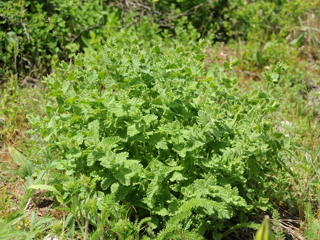 Image of Lophanthus schrenkii specimen.