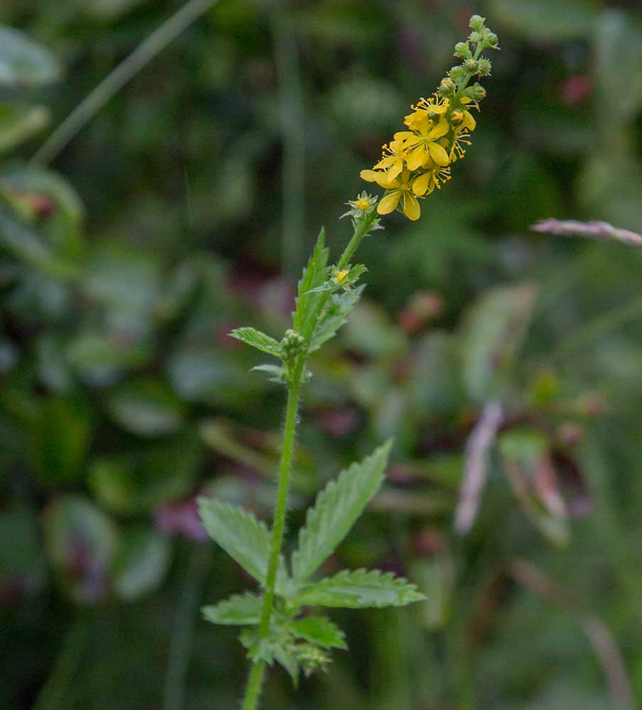 Image of Agrimonia pilosa specimen.